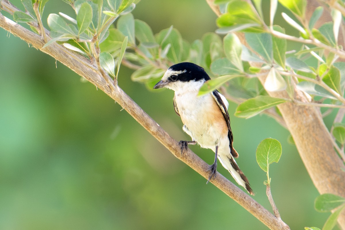 シロクロモズ - ML644645658