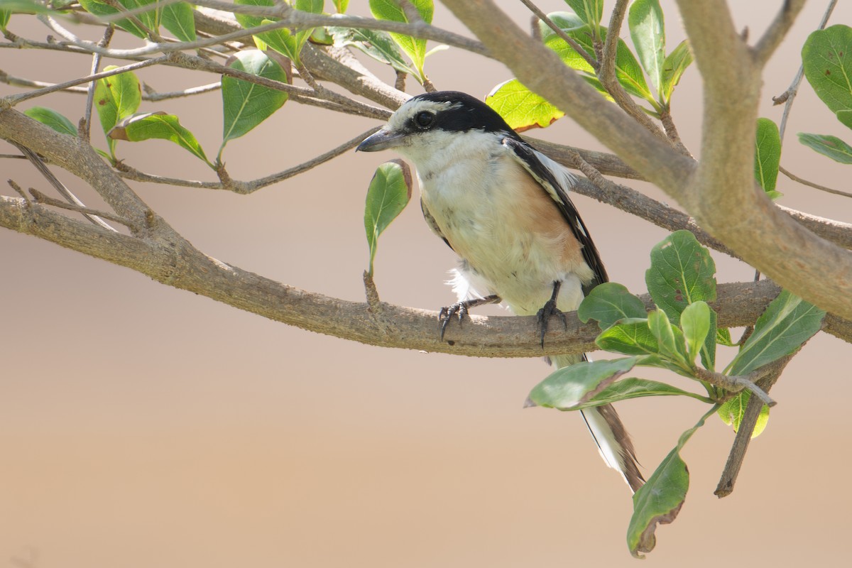 シロクロモズ - ML644645659