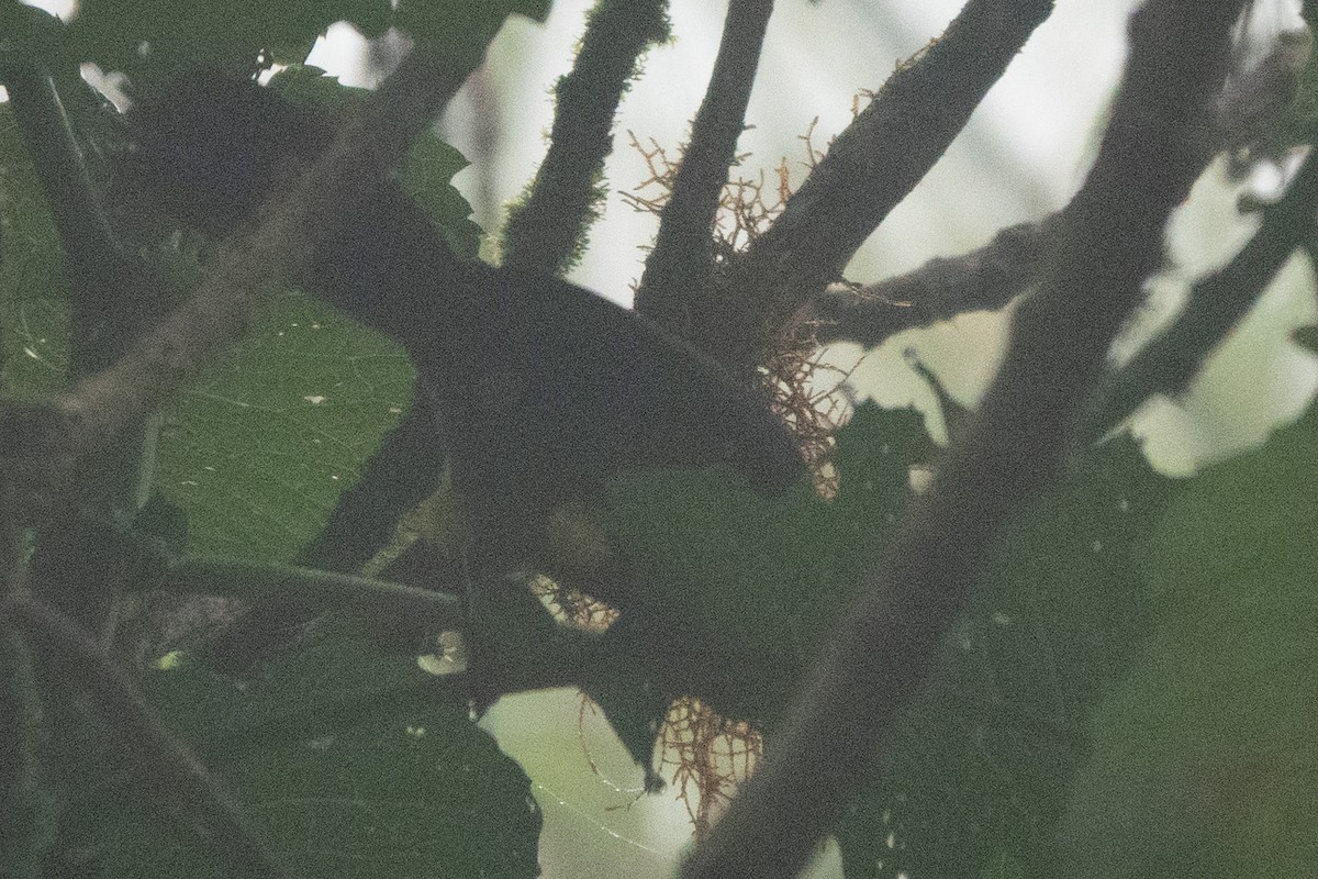 クロキモモシトド - ML644645660