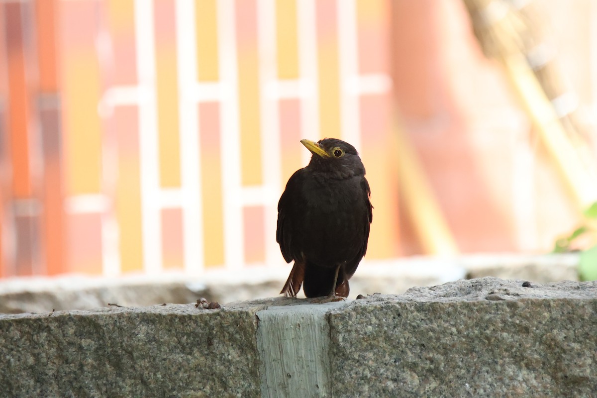 クロウタドリ - ML644645661