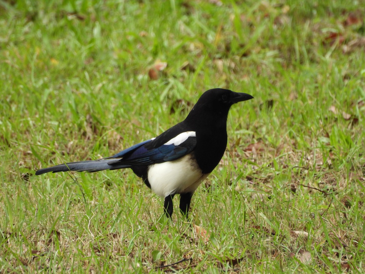 カササギ - ML644645662