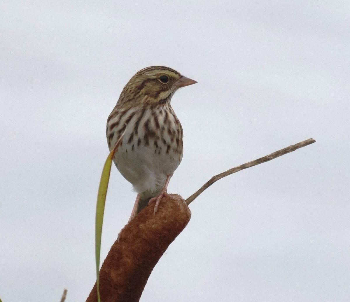 Savannah Sparrow - ML644645663