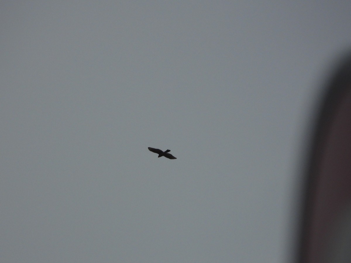 サシバ - ML644645664