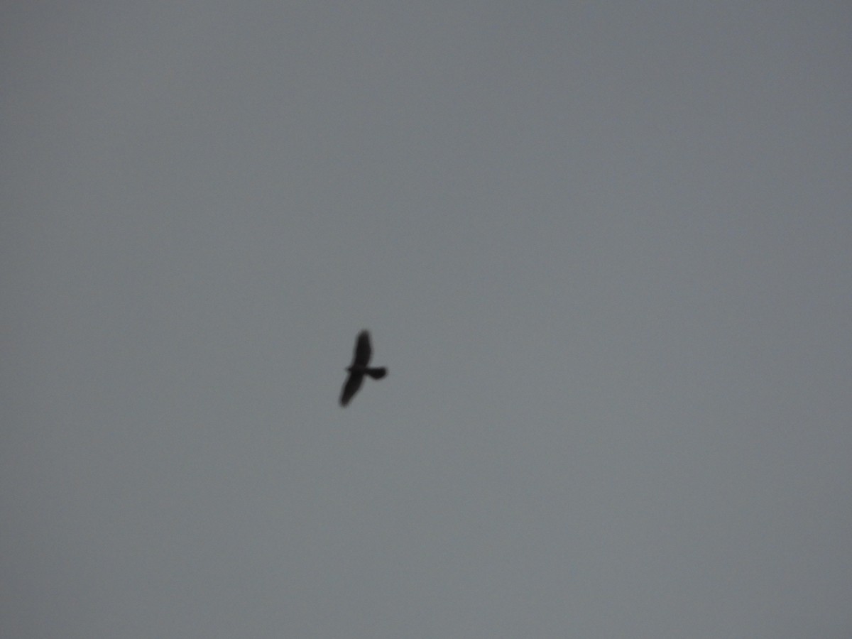 サシバ - ML644645665