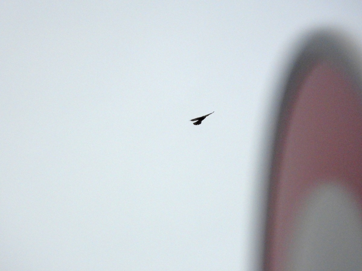 サシバ - ML644645666