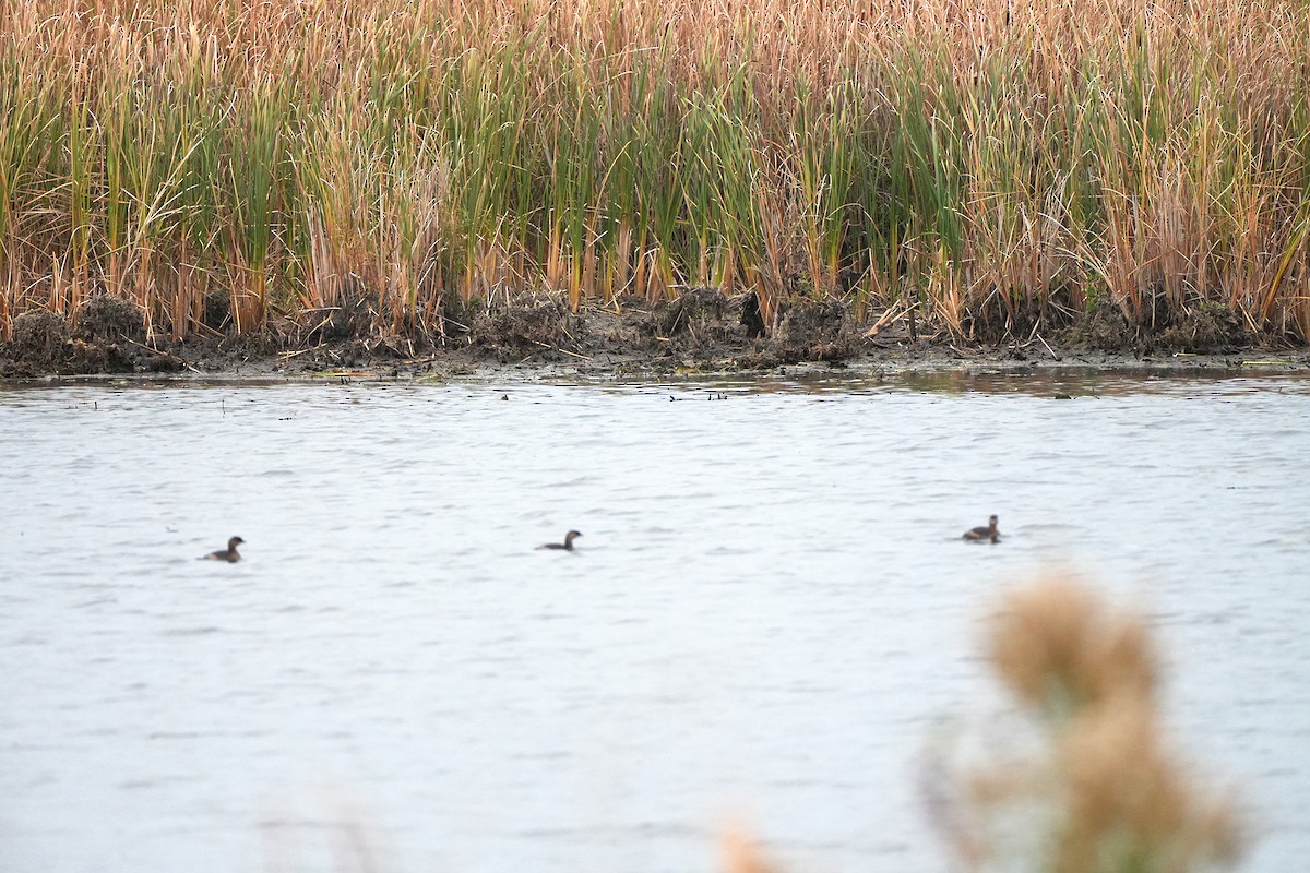 オビハシカイツブリ - ML644645668