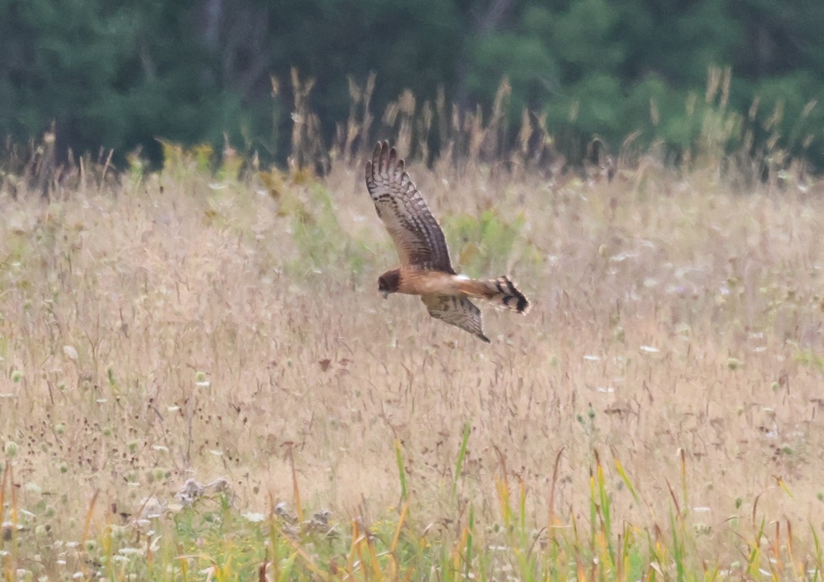 Northern Harrier - ML644645675