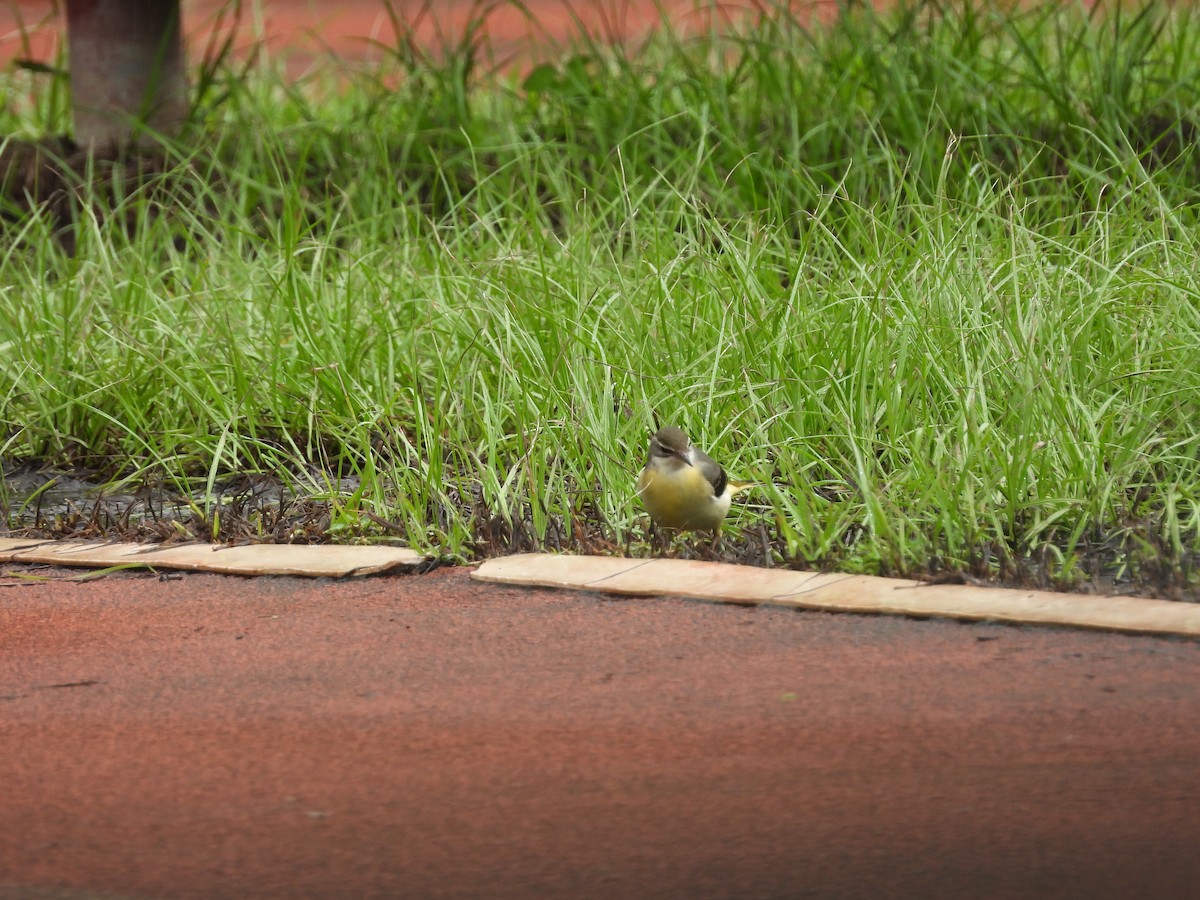 Ballerina gialla - ML644645678