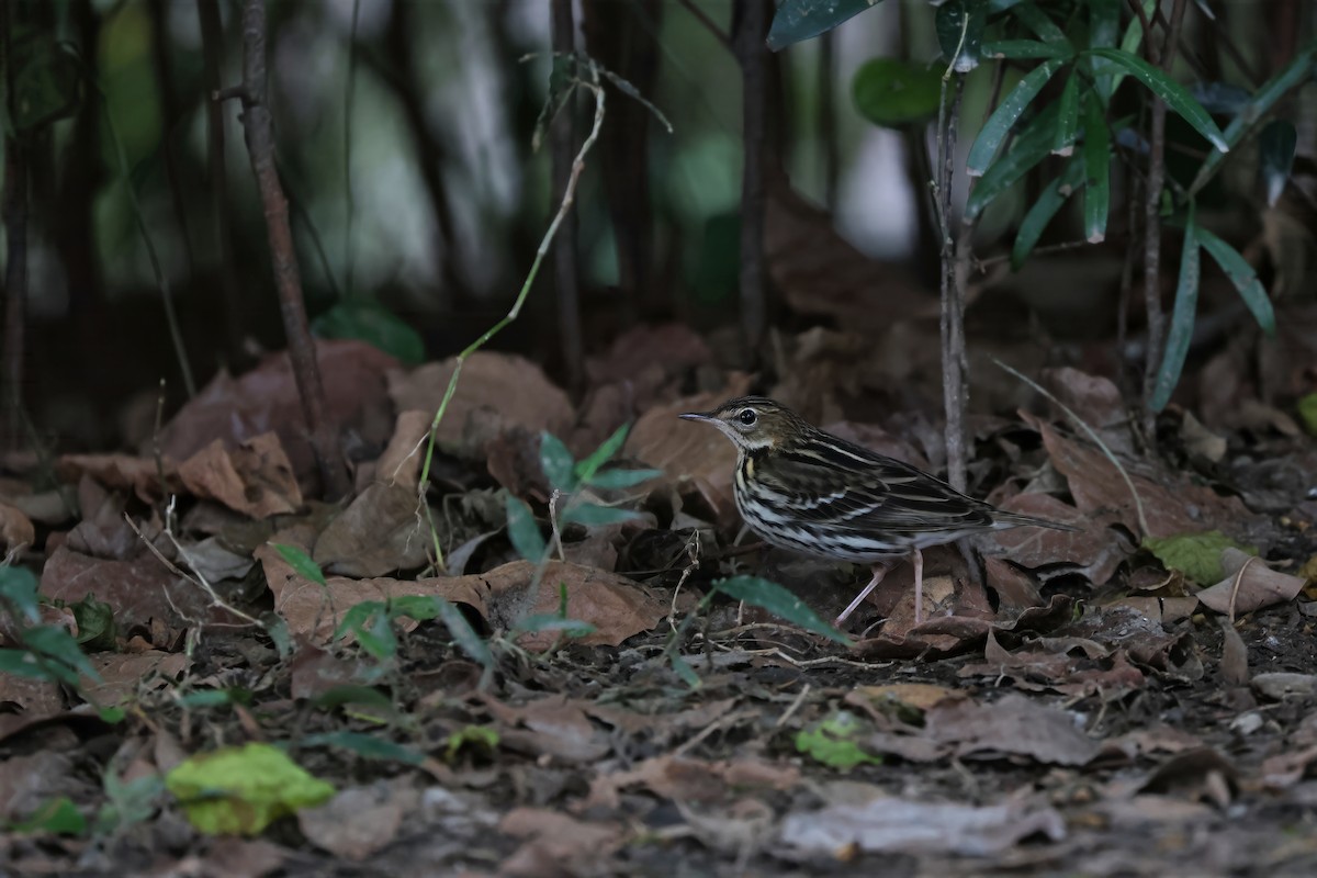 Pechora Pipit - ML644645679