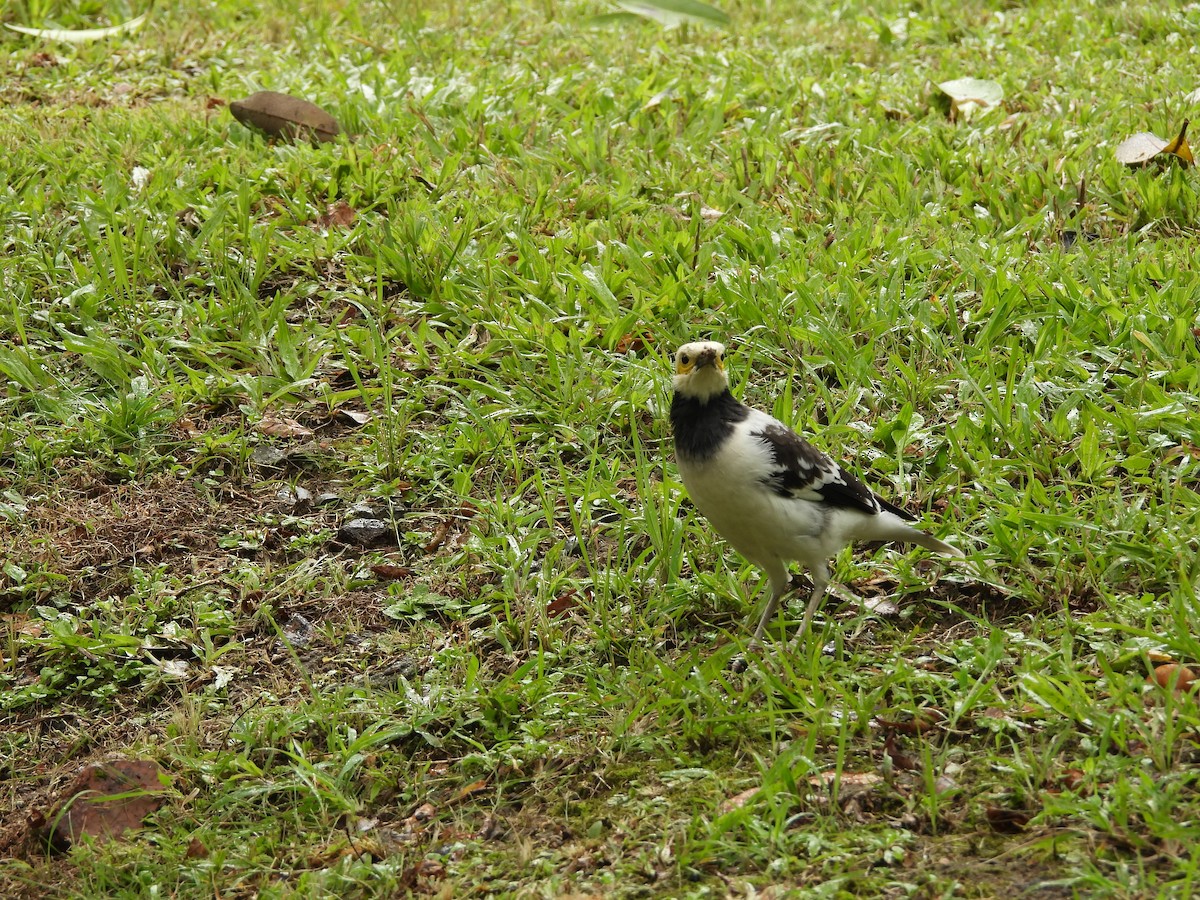 Black-collared Starling - ML644645680