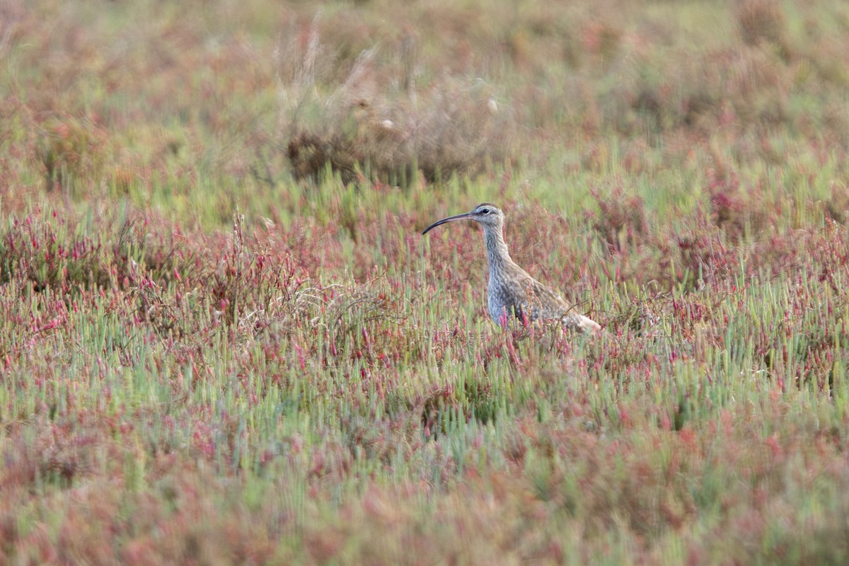 Chiurlo piccolo - ML644645681