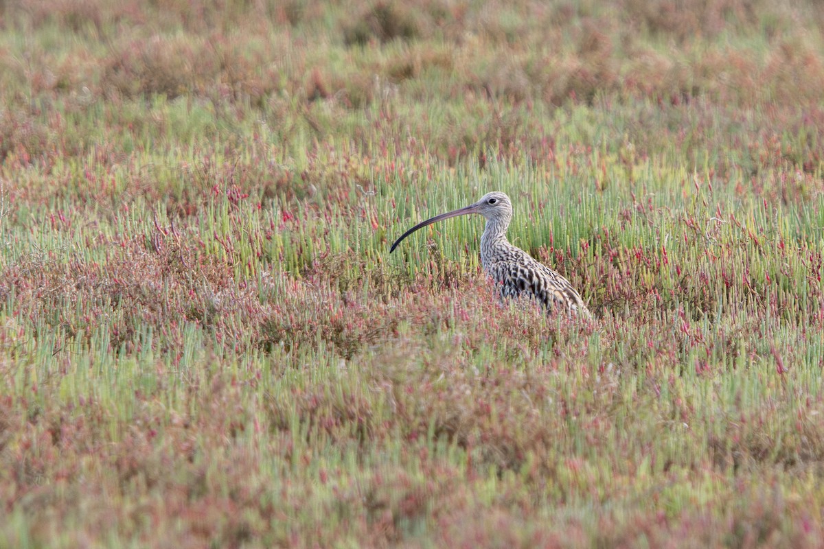 Far Eastern Curlew - ML644645682