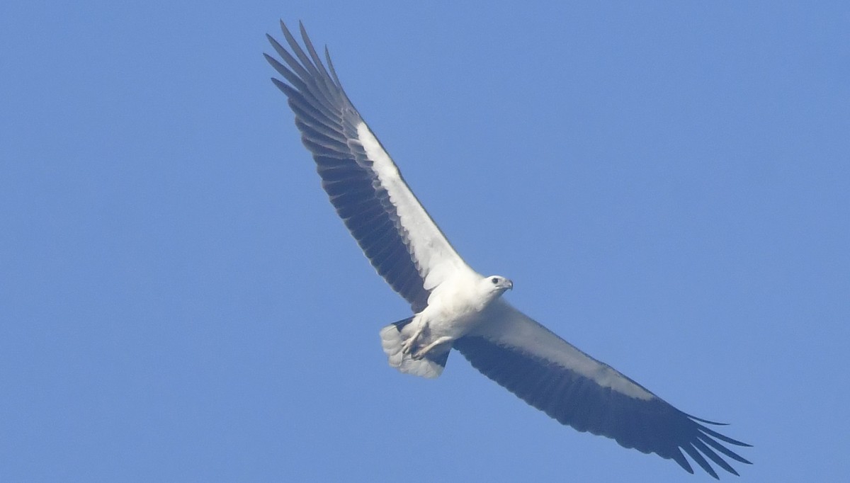 White-bellied Sea-Eagle - ML644645691