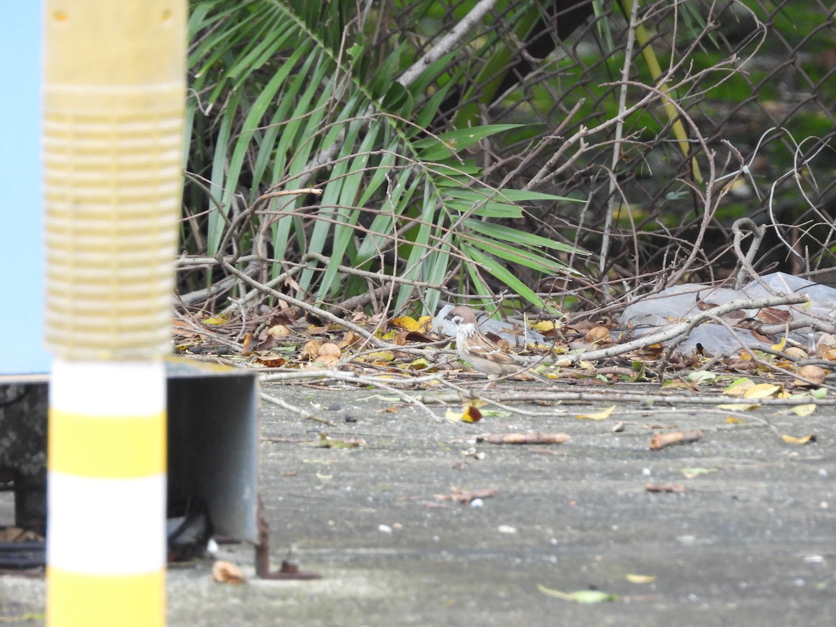 Passera mattugia - ML644645695