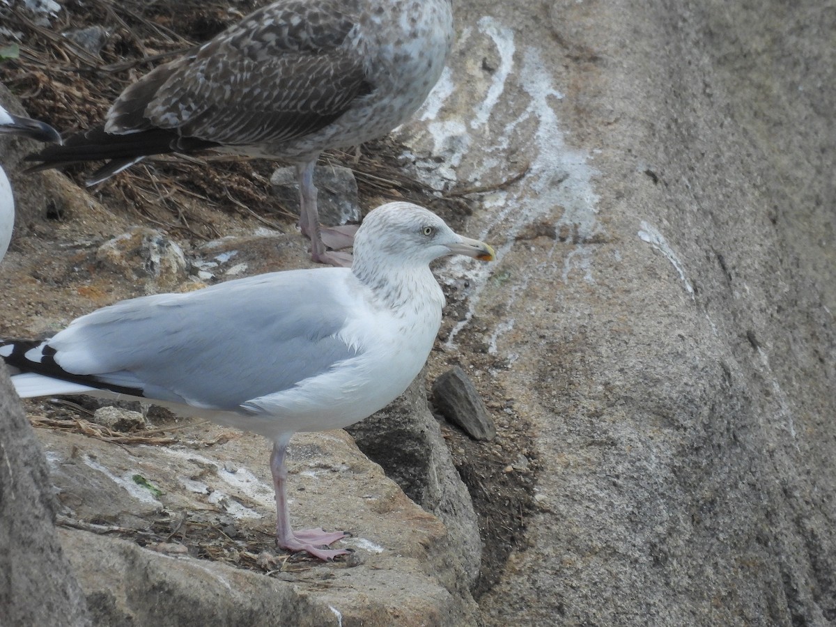 Gabbiano reale nordico - ML644645696