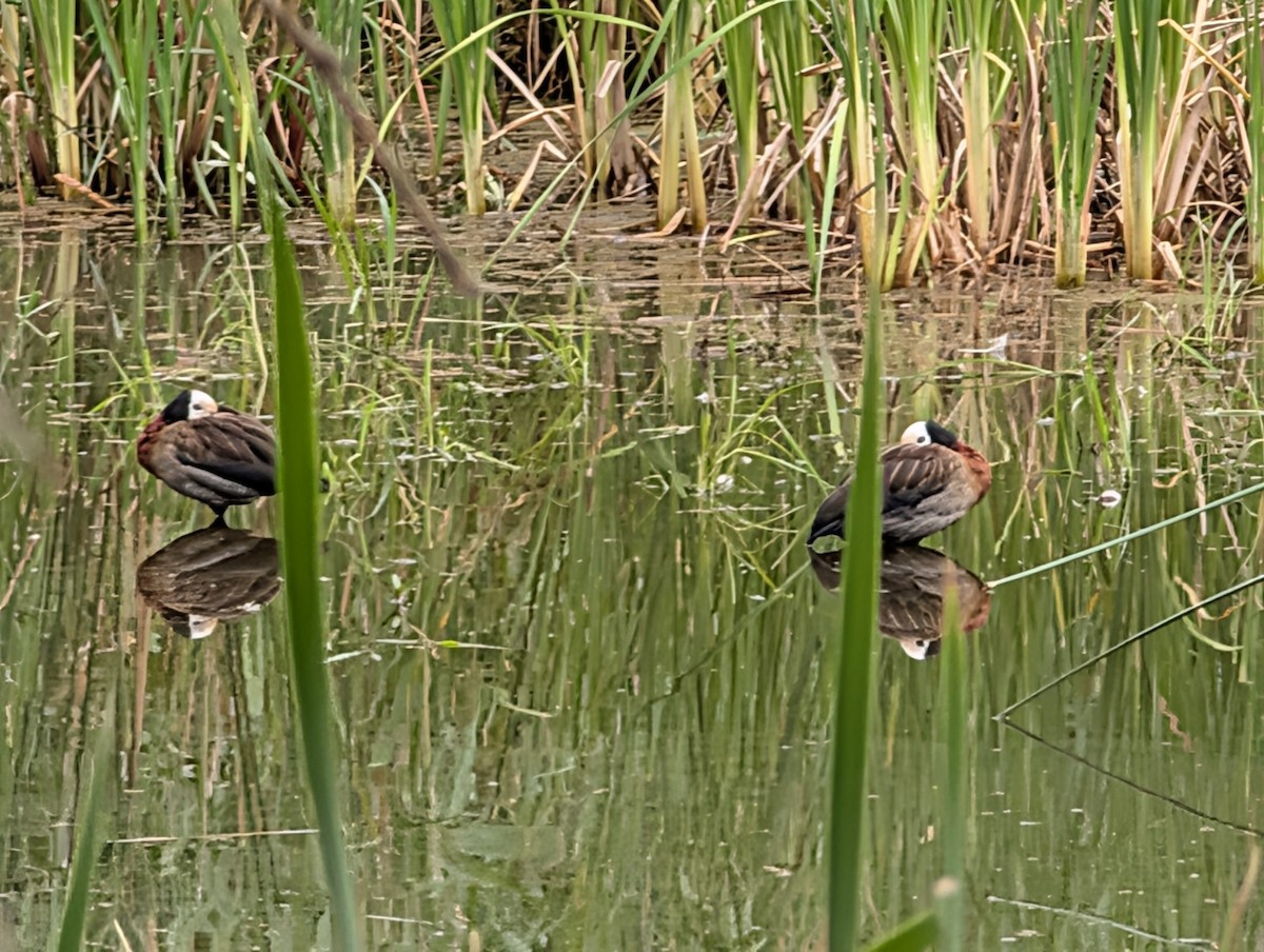 Dendrocigna facciabianca - ML644645700