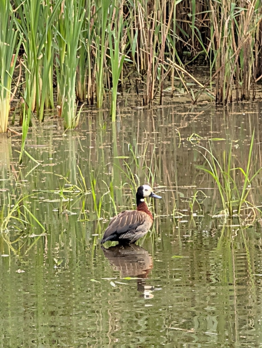 Dendrocigna facciabianca - ML644645701