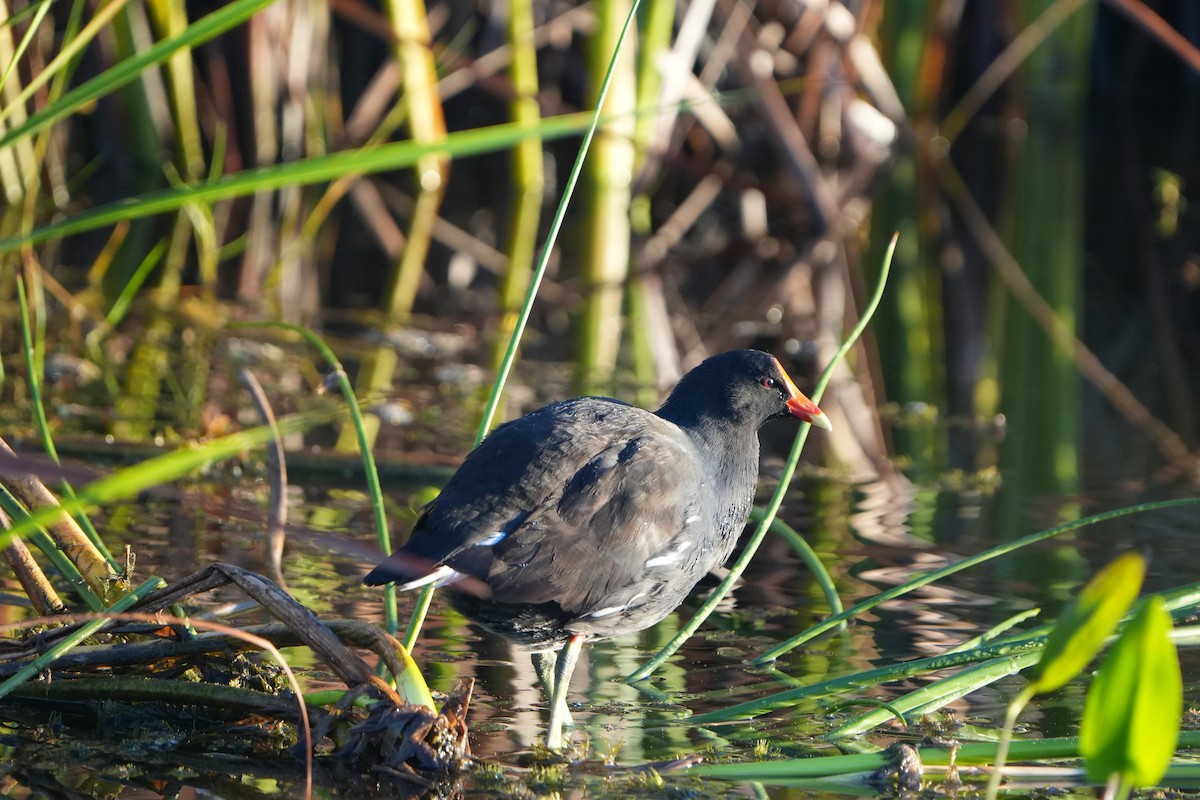 Common Gallinule - ML644645702
