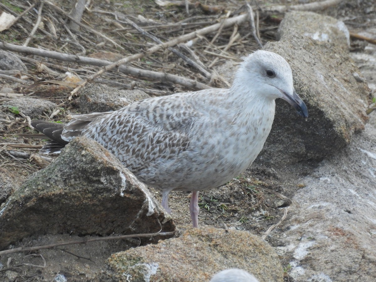 Gabbiano reale nordico - ML644645704