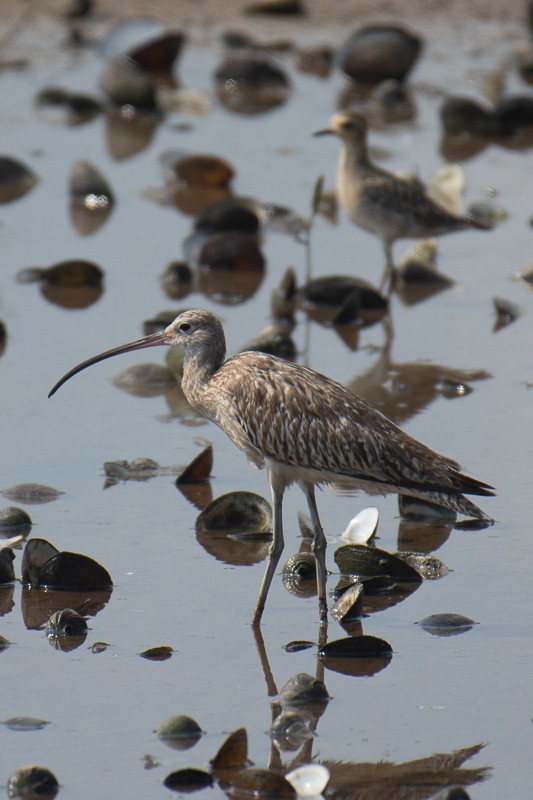 Chiurlo maggiore - ML644645705