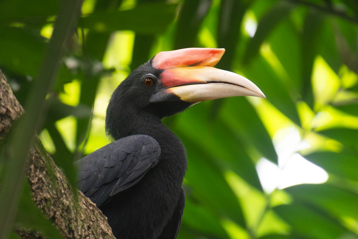 Малайский гомрай - ML644645706