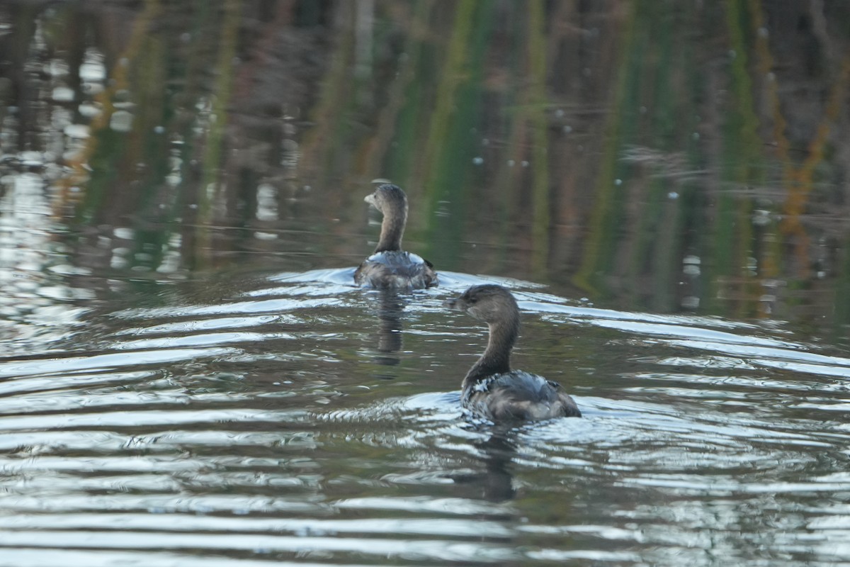 Pied-billed Grebe - ML644645707