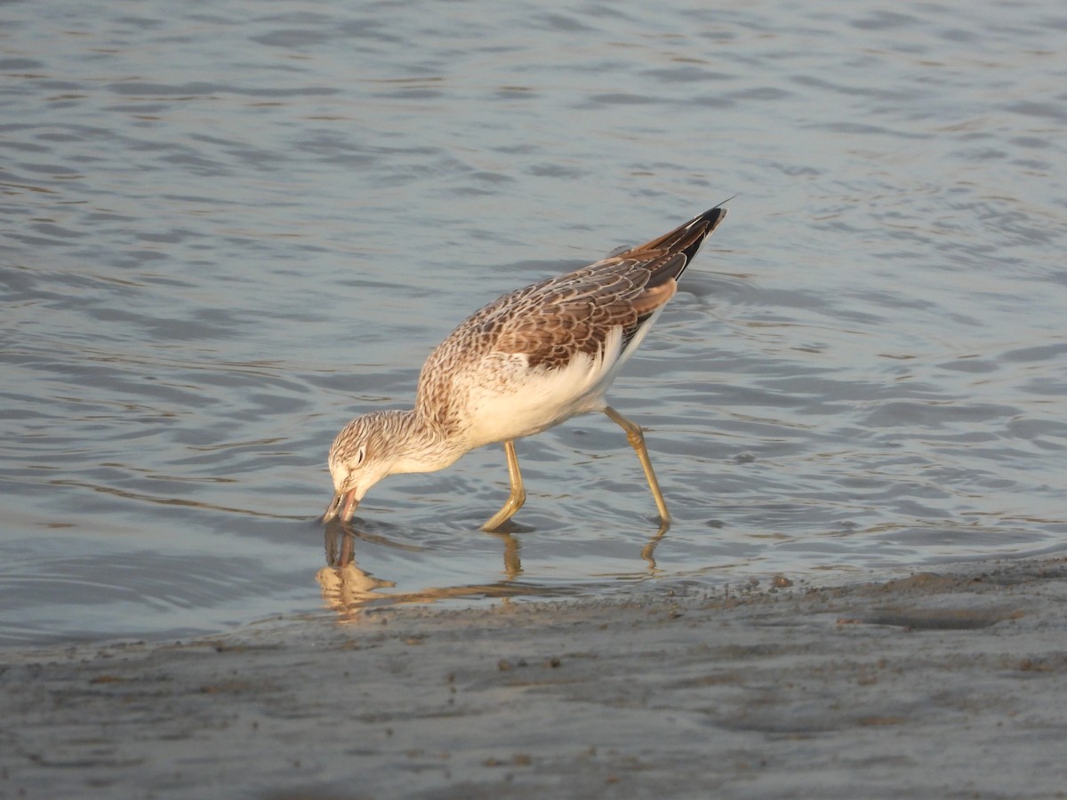 Үхэр хөгчүү - ML644645708