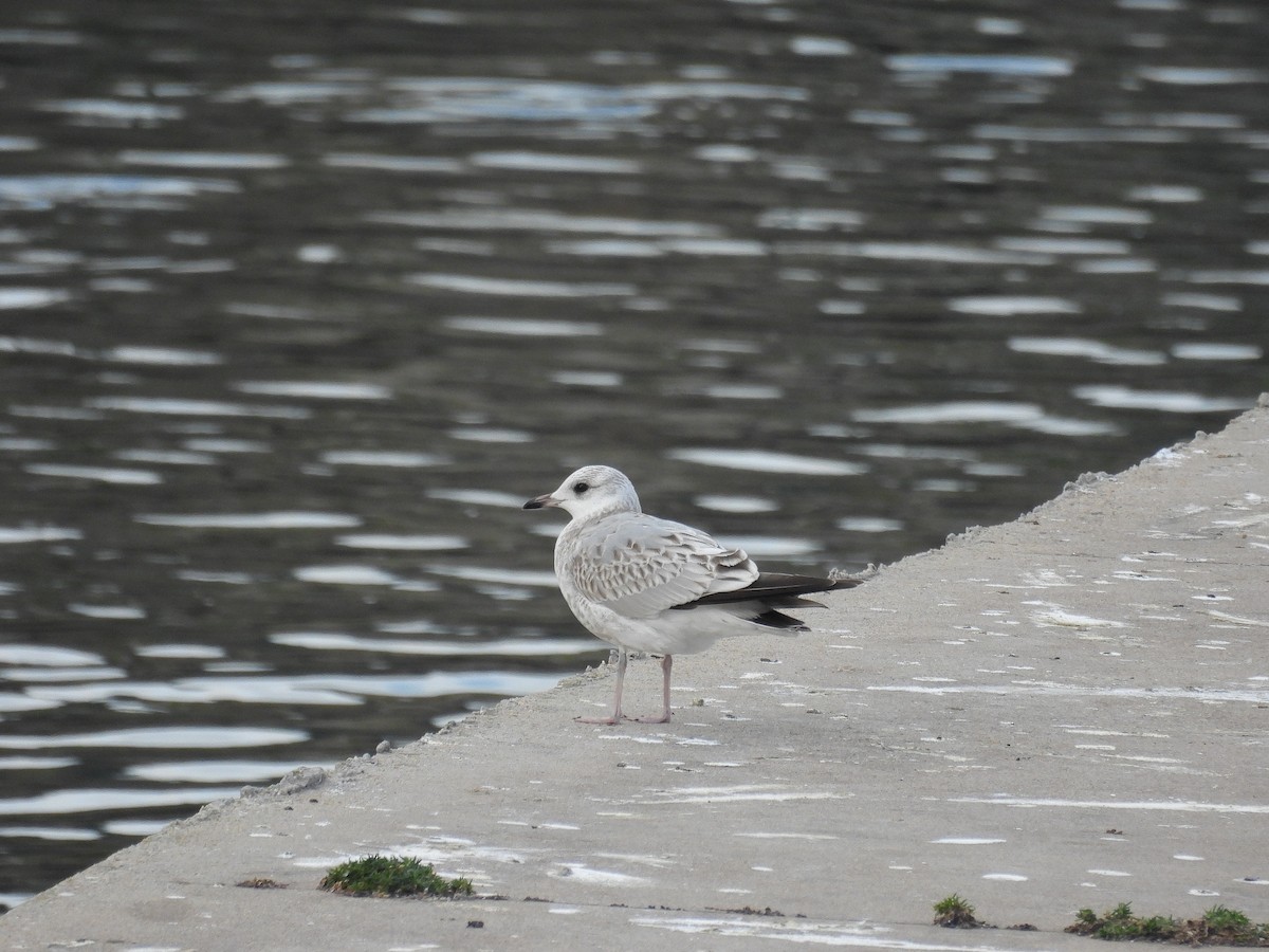 Gavina - ML644645709