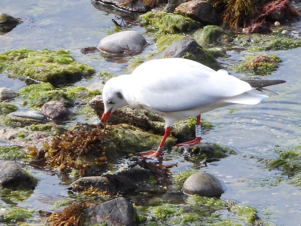 Gabbiano comune - ML644645710