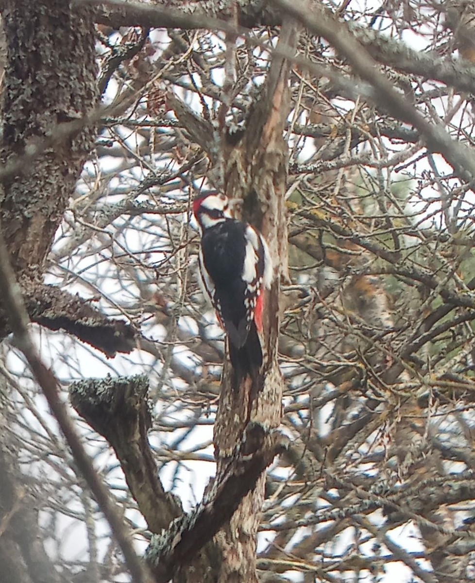 Picchio rosso maggiore - ML644645711