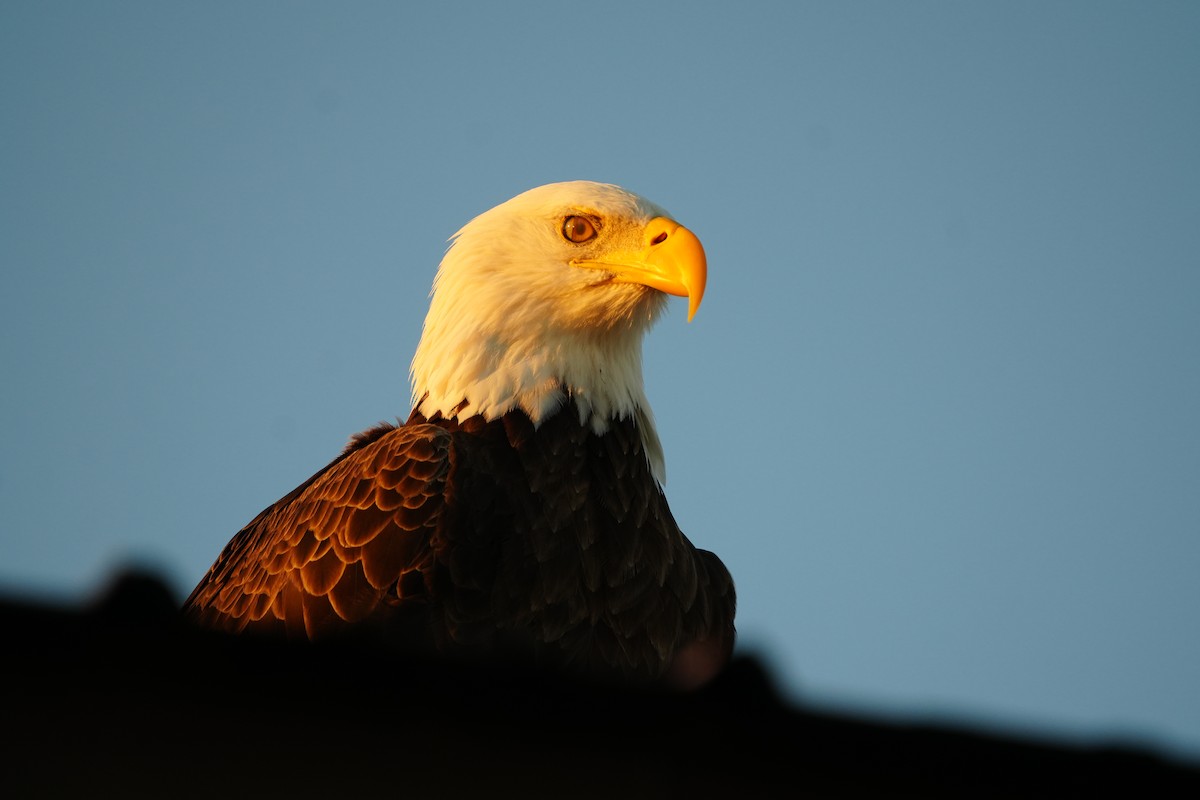 Bald Eagle - ML644645713