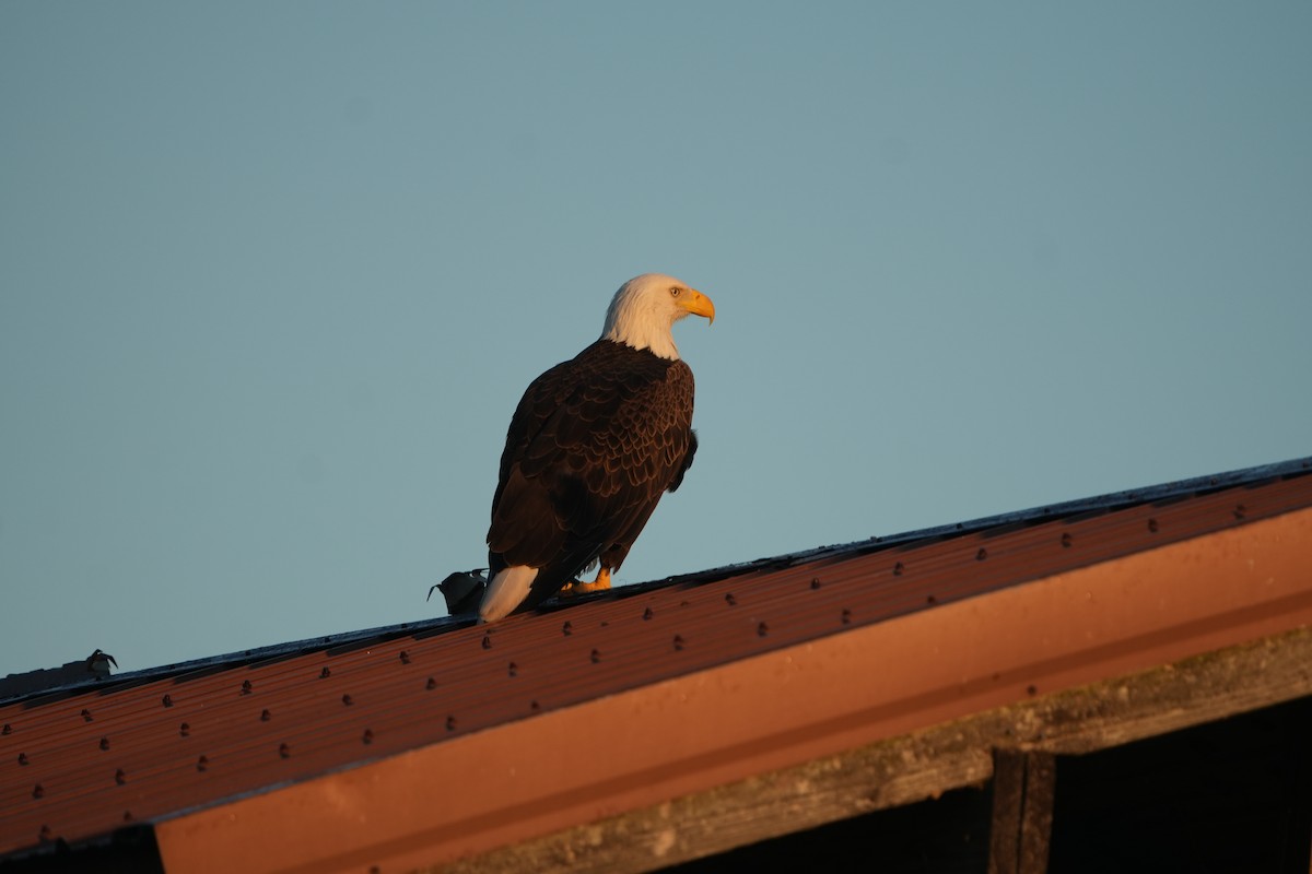 Bald Eagle - ML644645714
