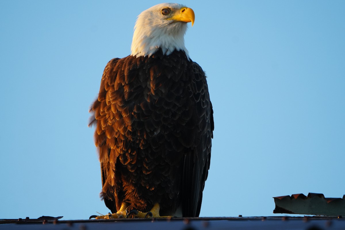 Bald Eagle - ML644645715