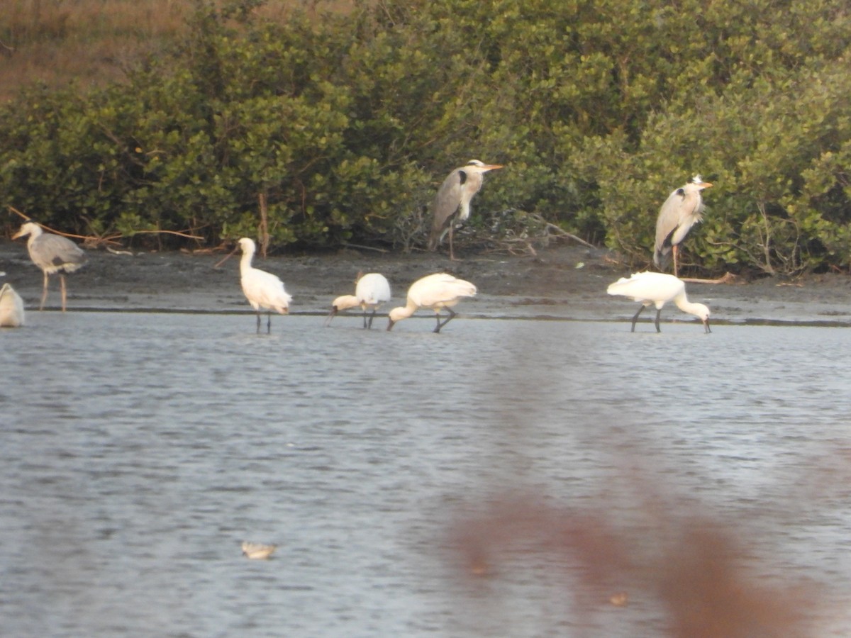 Халбаган хошуут - ML644645716