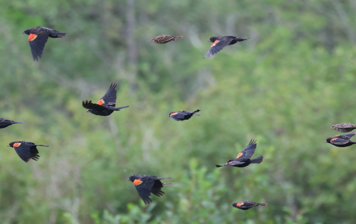 Red-winged Blackbird - ML644645718