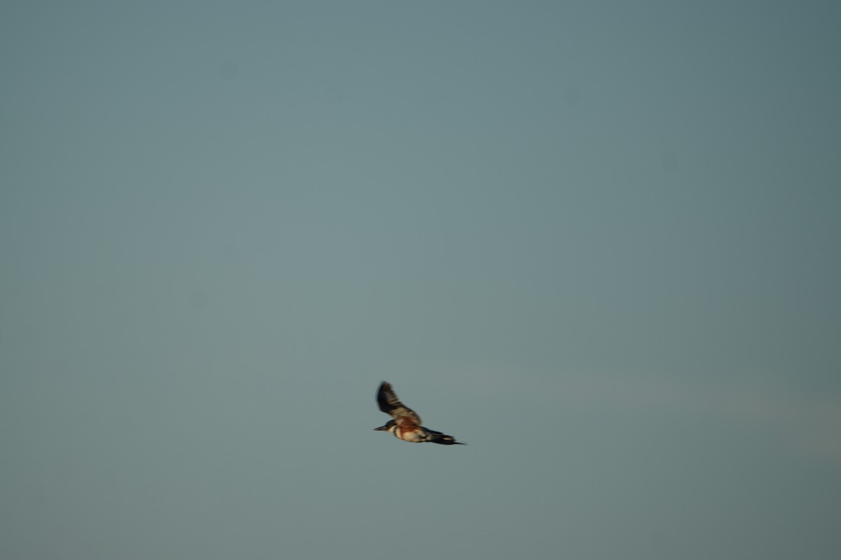 Belted Kingfisher - ML644645719