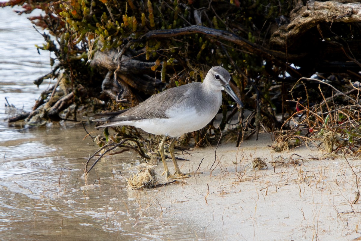 キアシシギ - ML644645722