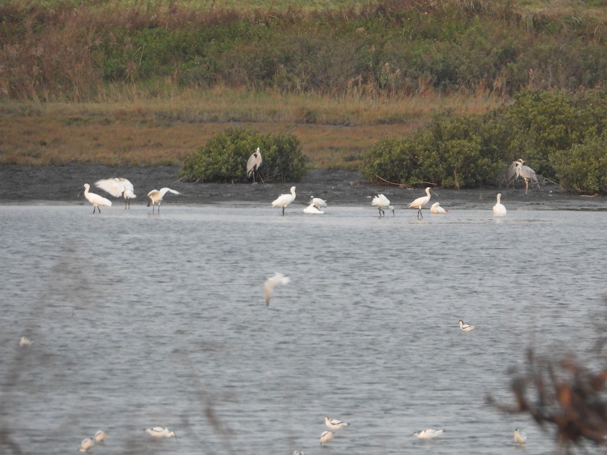Black-faced Spoonbill - ML644645723