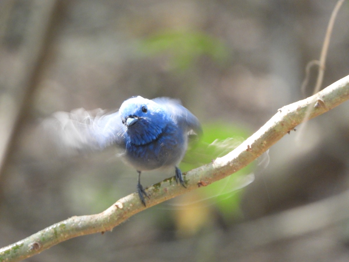 Black-naped Monarch - ML644645726