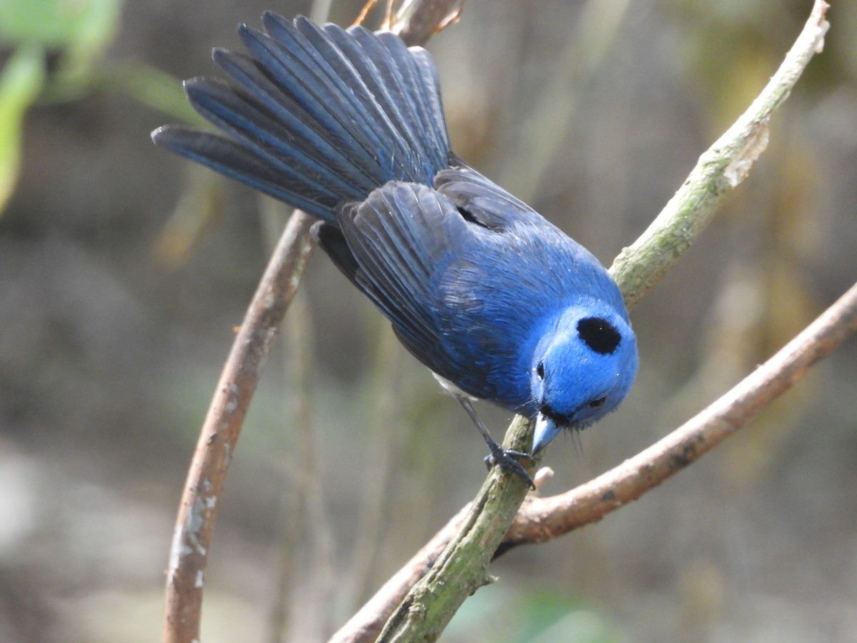 Black-naped Monarch - ML644645727