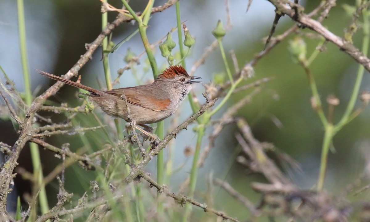 Pale-breasted Spinetail - ML644645729