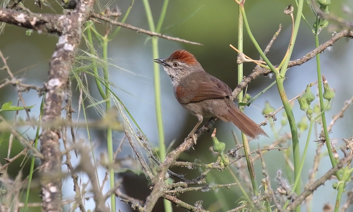 Pale-breasted Spinetail - ML644645735