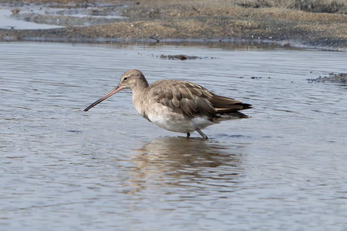 Black-tailed Godwit - ML644645736