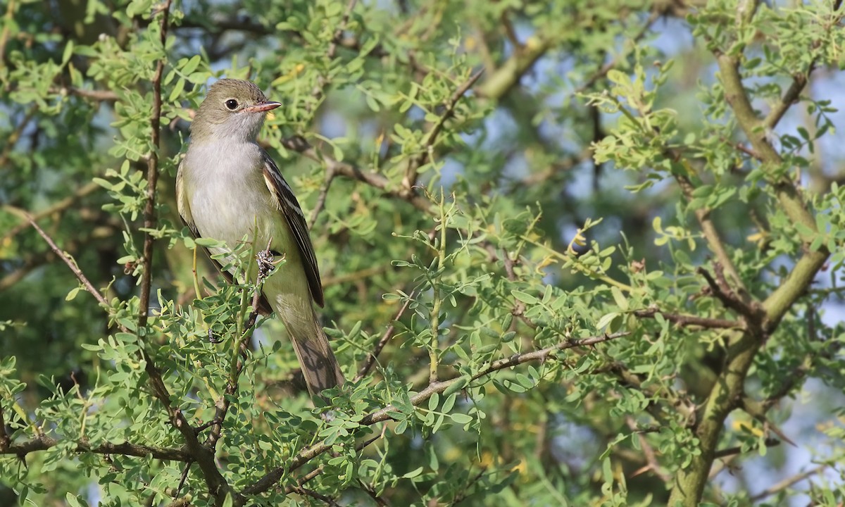 Small-billed Elaenia - ML644645737