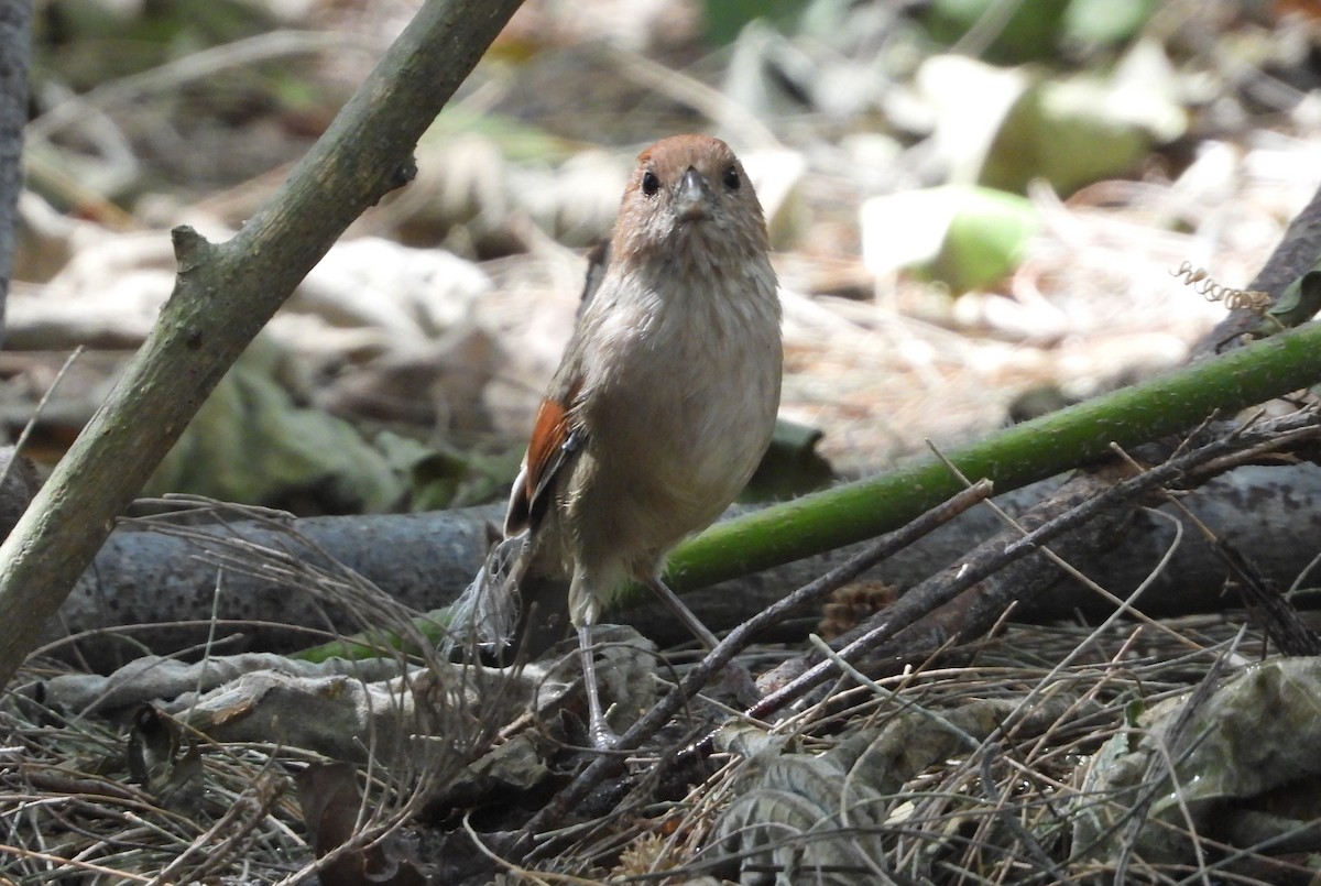 Бор хурагч - ML644645738