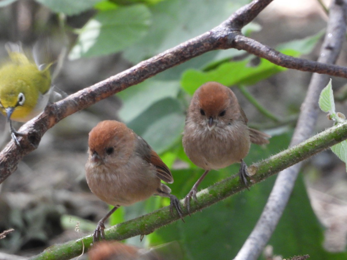 Бор хурагч - ML644645739