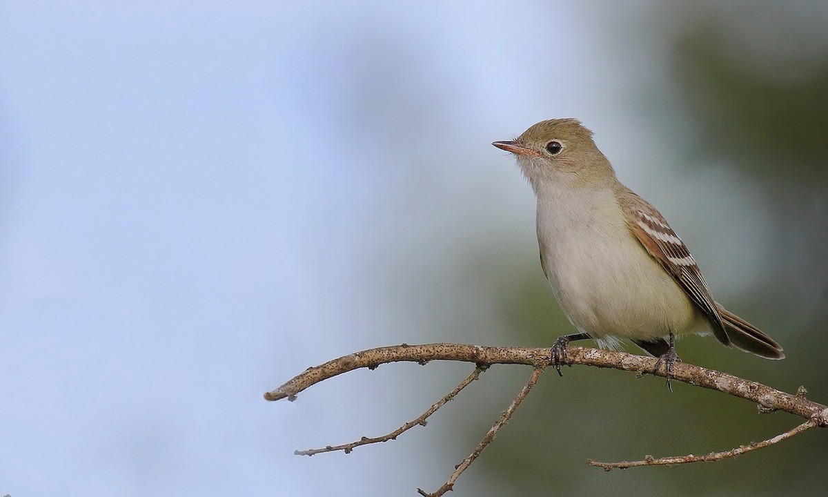 Small-billed Elaenia - ML644645740