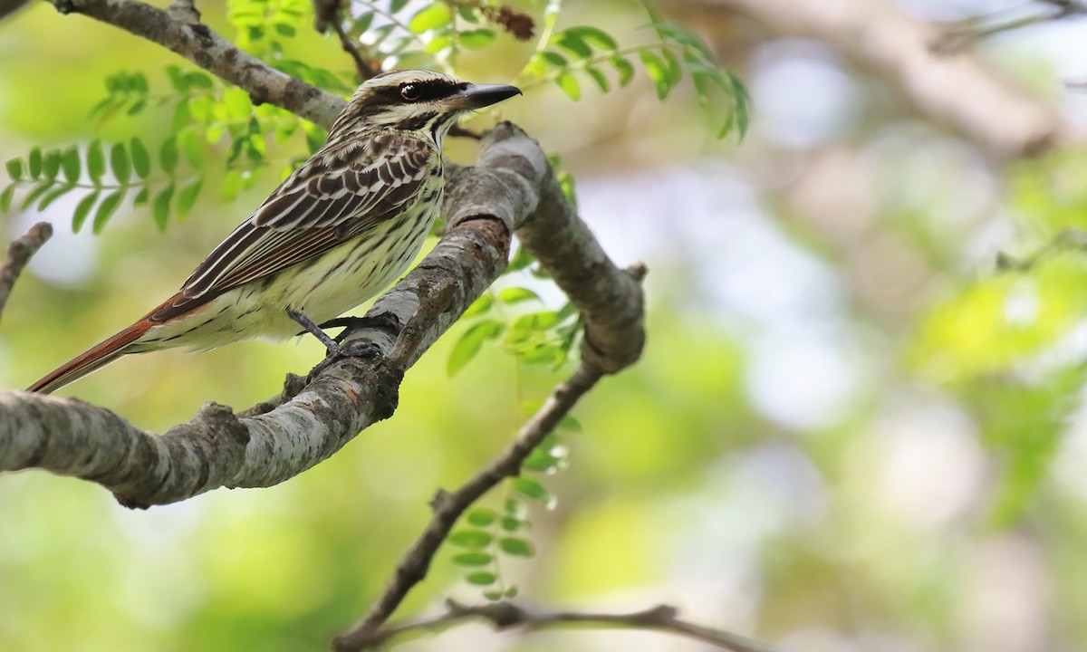 Streaked Flycatcher - ML644645745