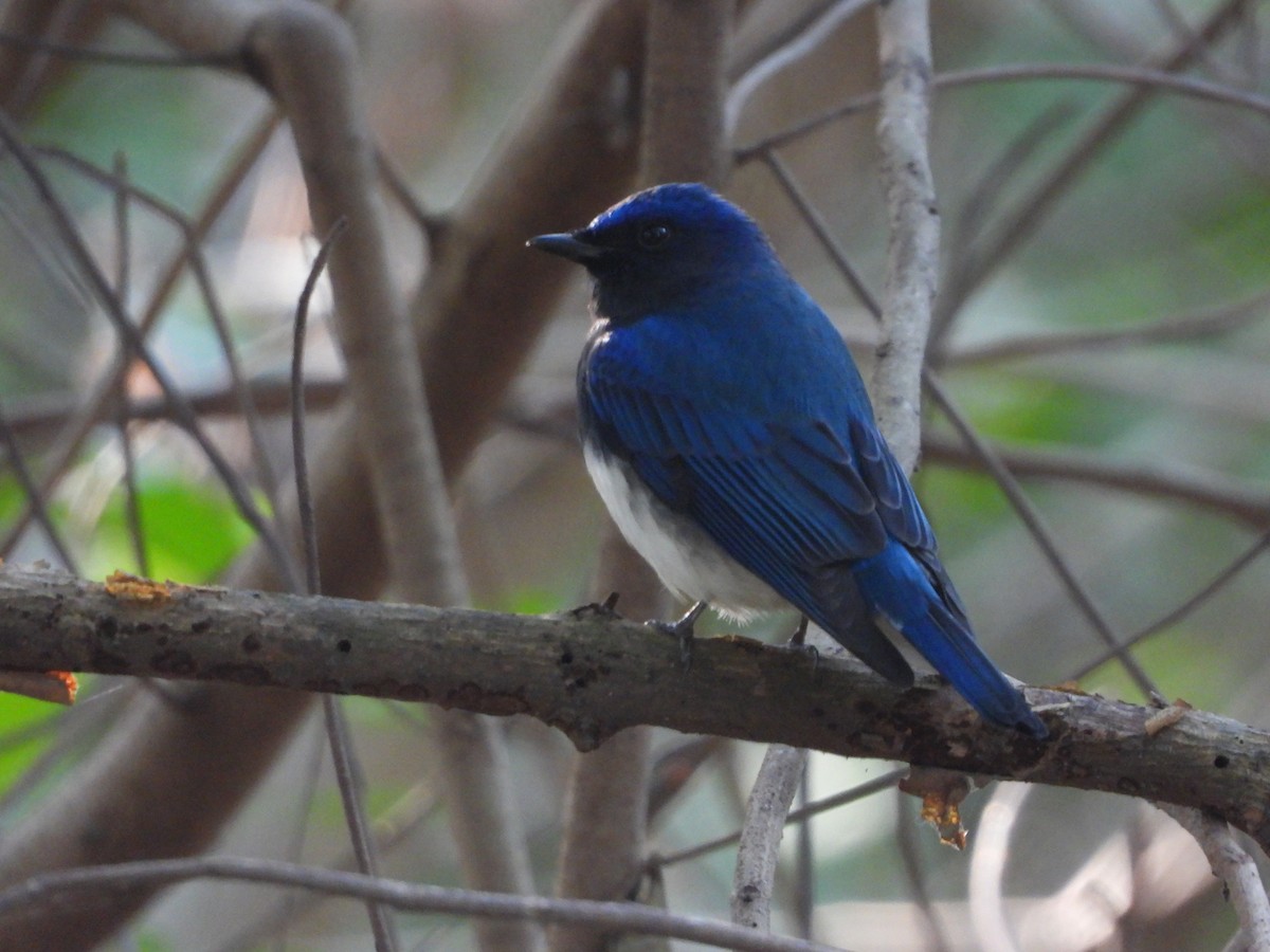 Blue-and-white Flycatcher - ML644645749