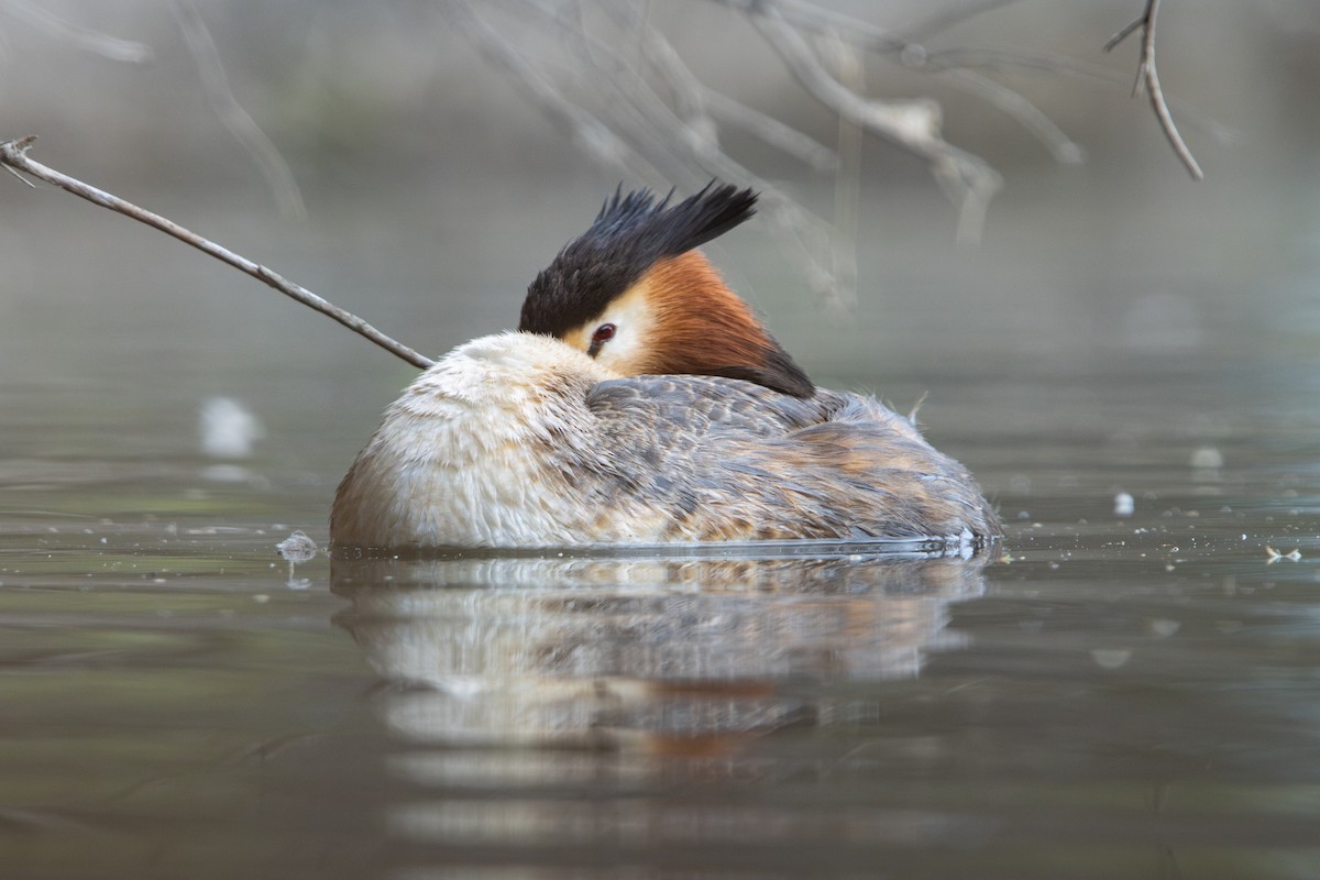 Great Crested Grebe - ML644645750